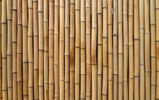 Pourquoi le bois de bambou est plus écologique que d’autres bois ?