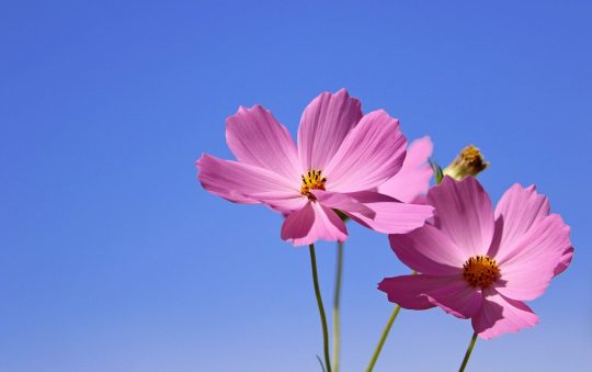 Quelle fleuriste Toulouse ?