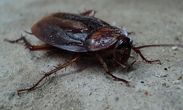 Comment reconnaitre des cafards dans sa maison