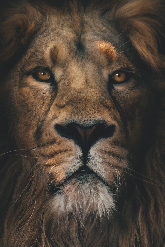 Guide pour choisir la bague parfaite avec le signe du lion