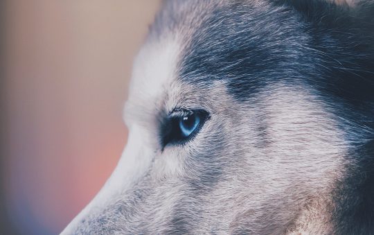 Le mystère des bagues loups : entre mode et symbolisme