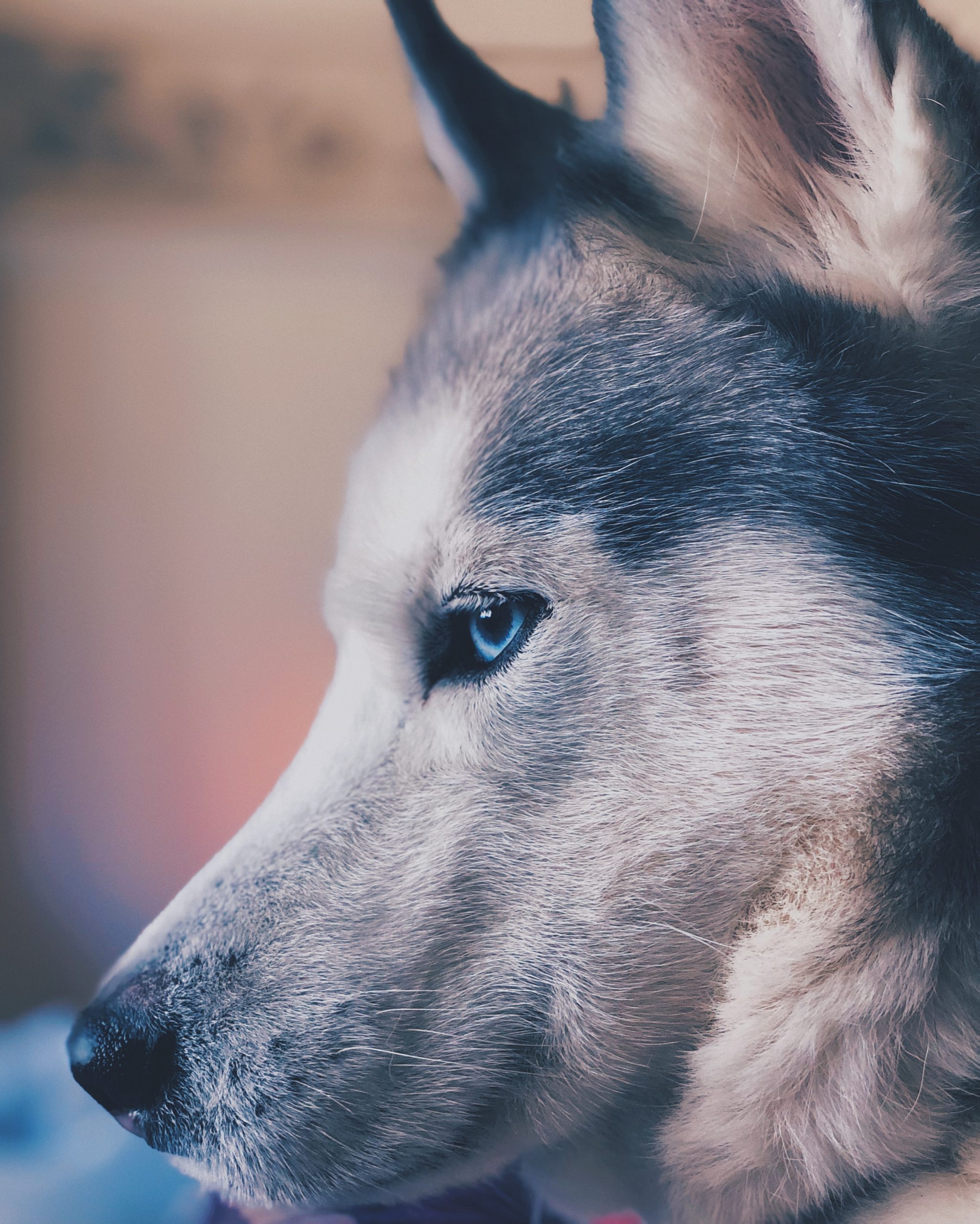 Le mystère des bagues loups : entre mode et symbolisme