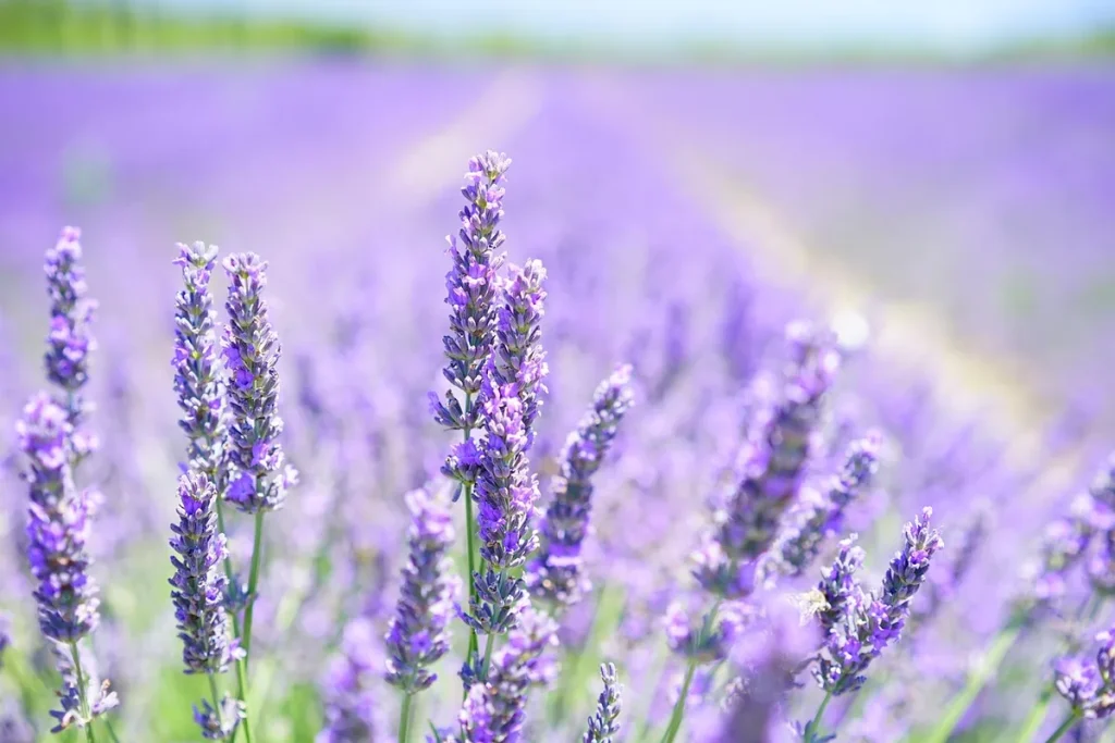 À la rencontre du Murtela pollen, immortelle aux mille usages